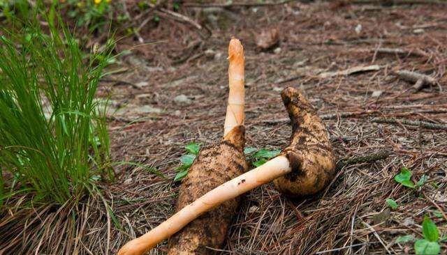 4月發(fā)文:以前野生的無人采摘,如今供不應(yīng)求,價格達到了60元一斤