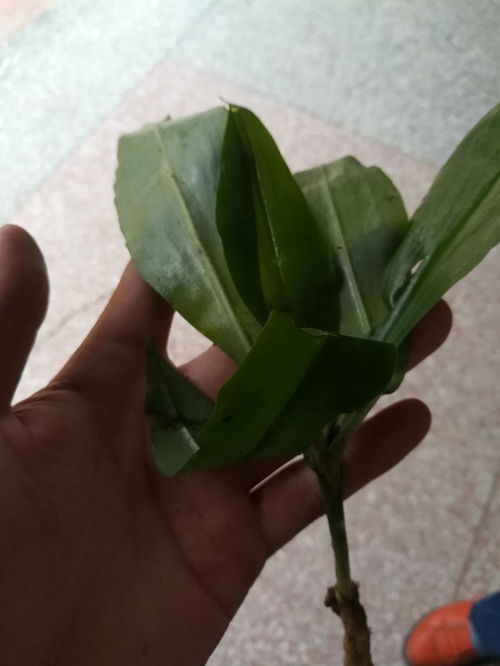 誠心請(qǐng)教各位大神鑒定是不是野生天麻