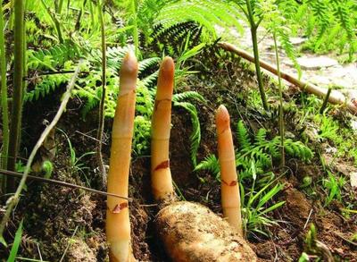 農(nóng)村5種特像土豆的植物,價(jià)格是節(jié)節(jié)高,您是否認(rèn)識(shí)或是吃過?