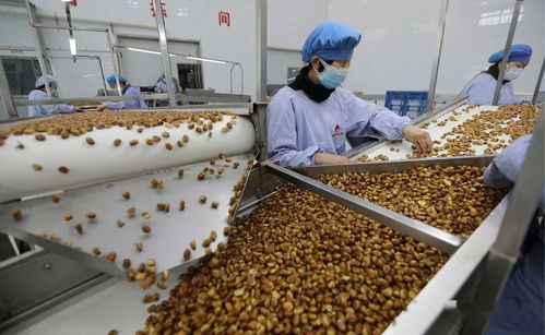 饒陽縣 扶貧車間生產忙