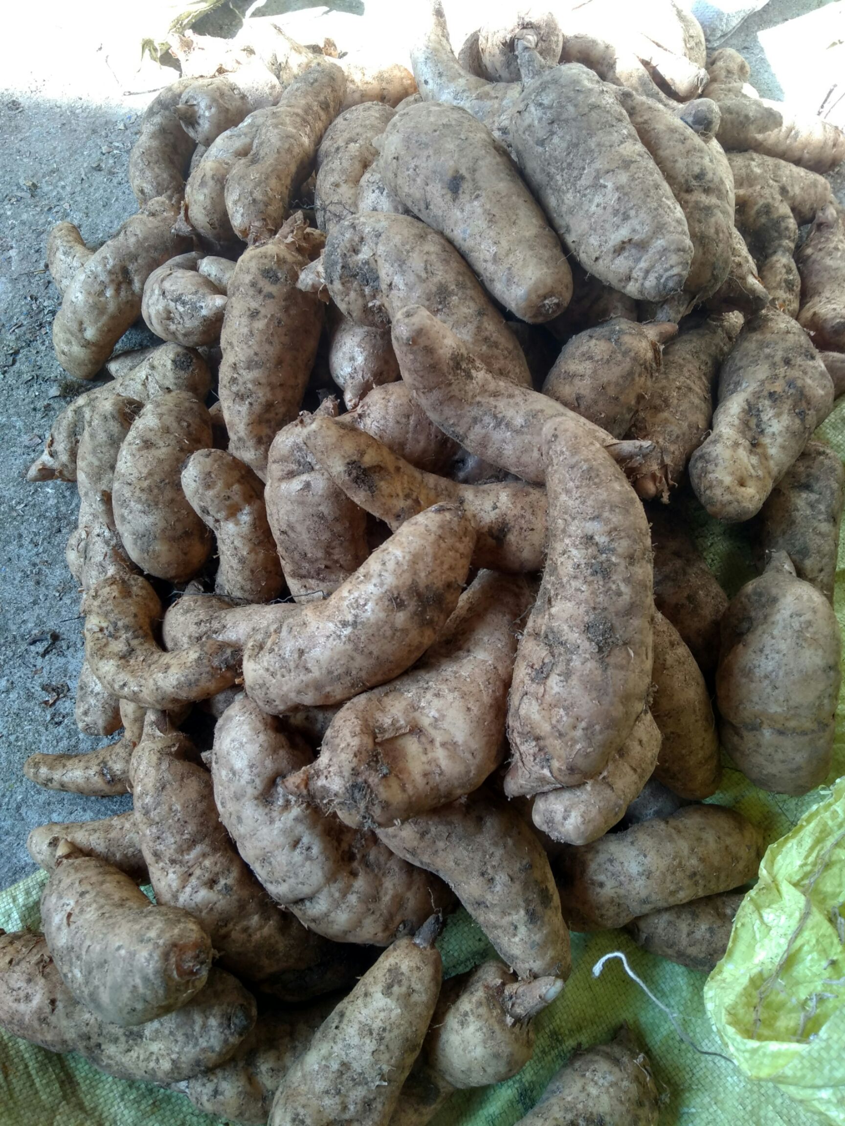 天麻軟腐爛窩的原因及防治方法